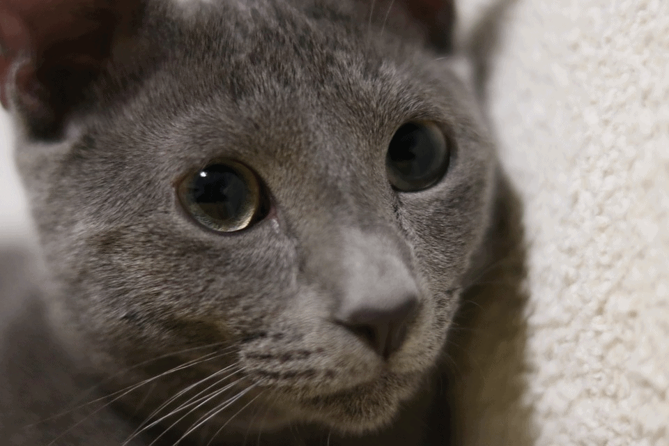 Russian Blue