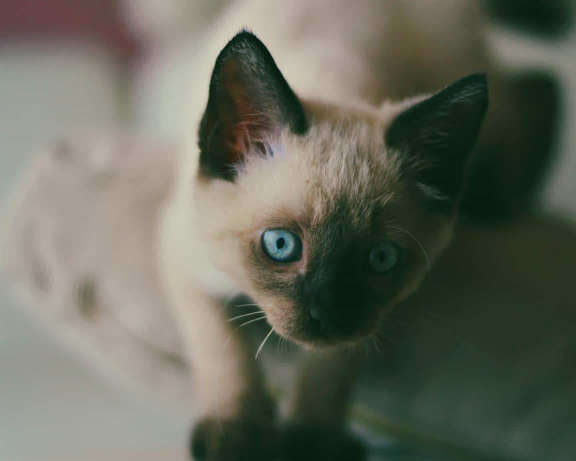 Close-up of a blue-eyed Siamese kitten