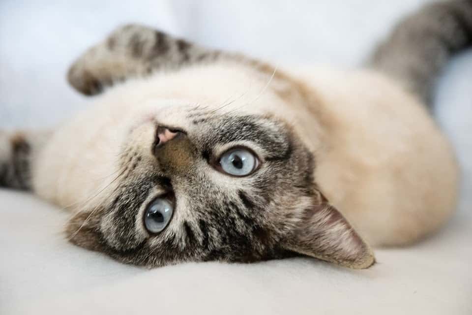 cat showing its belly while laying 