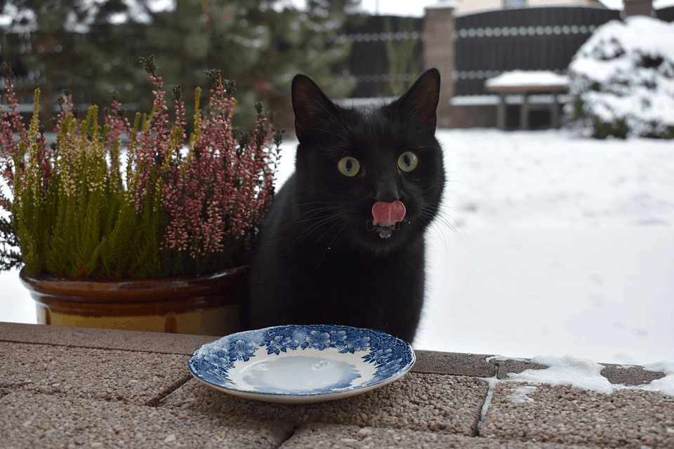 cat drinking milk