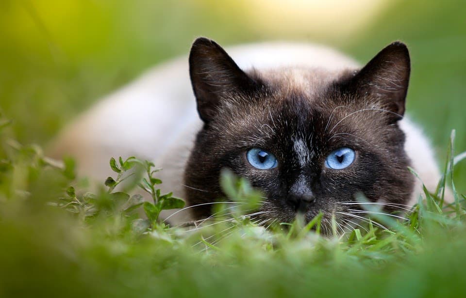 Common Cat Health Concerns to Watch For