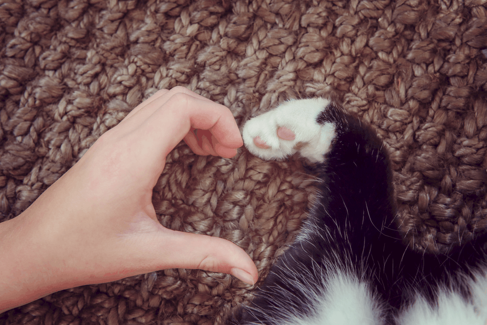 cat and hand forming a heart shape