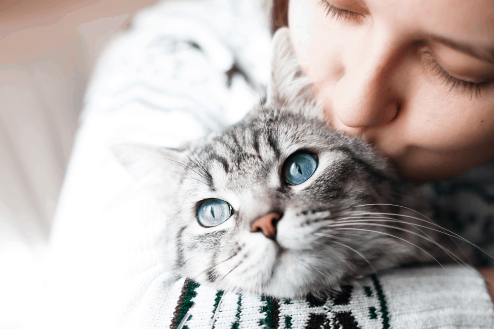 someone kissing a cat