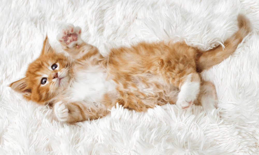 ginger kitten