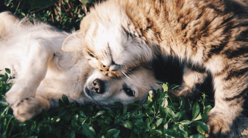 How to Understand Your Cat's Language