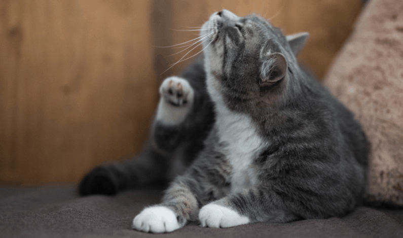 How to Understand Your Cat's Language