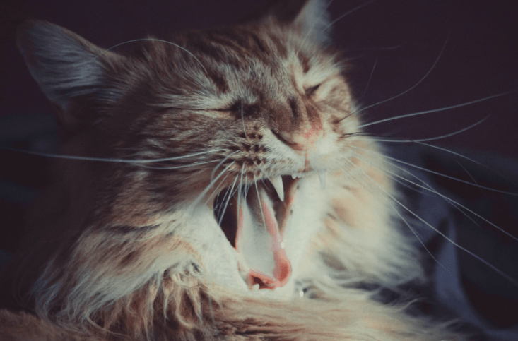 Best Cat Toothpaste: Which Is the Best for Your Cat?