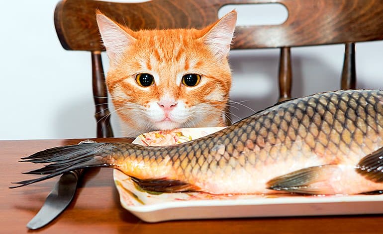 Cat eating fish