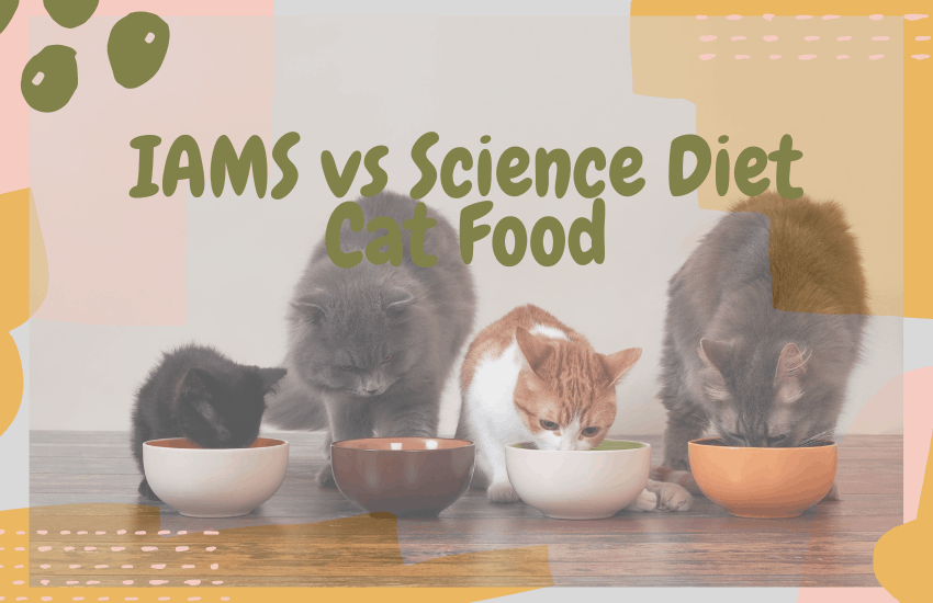 IAMS vs Science Diet