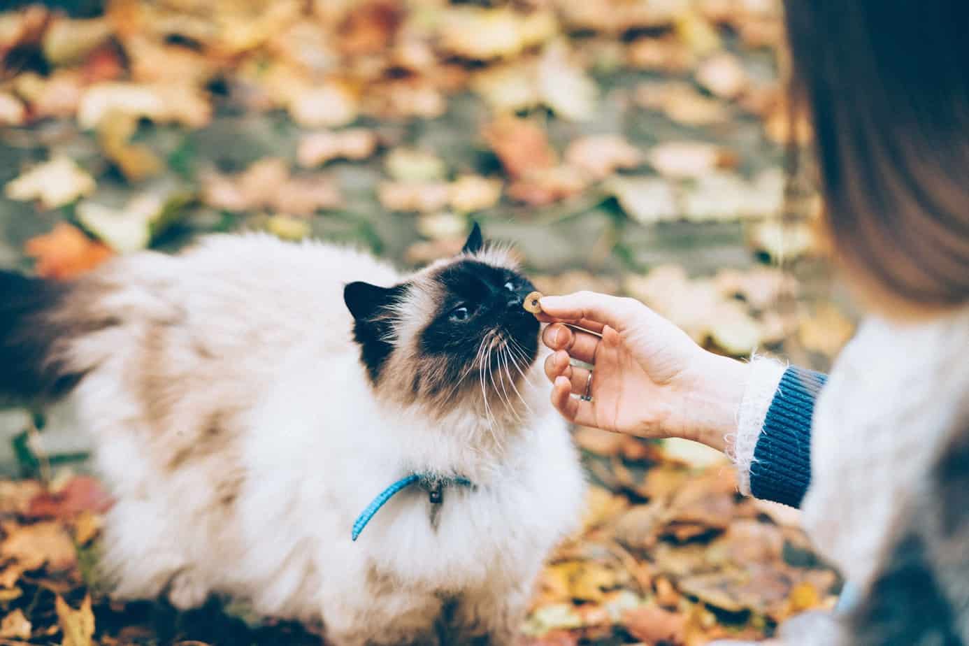 Cat smelling food