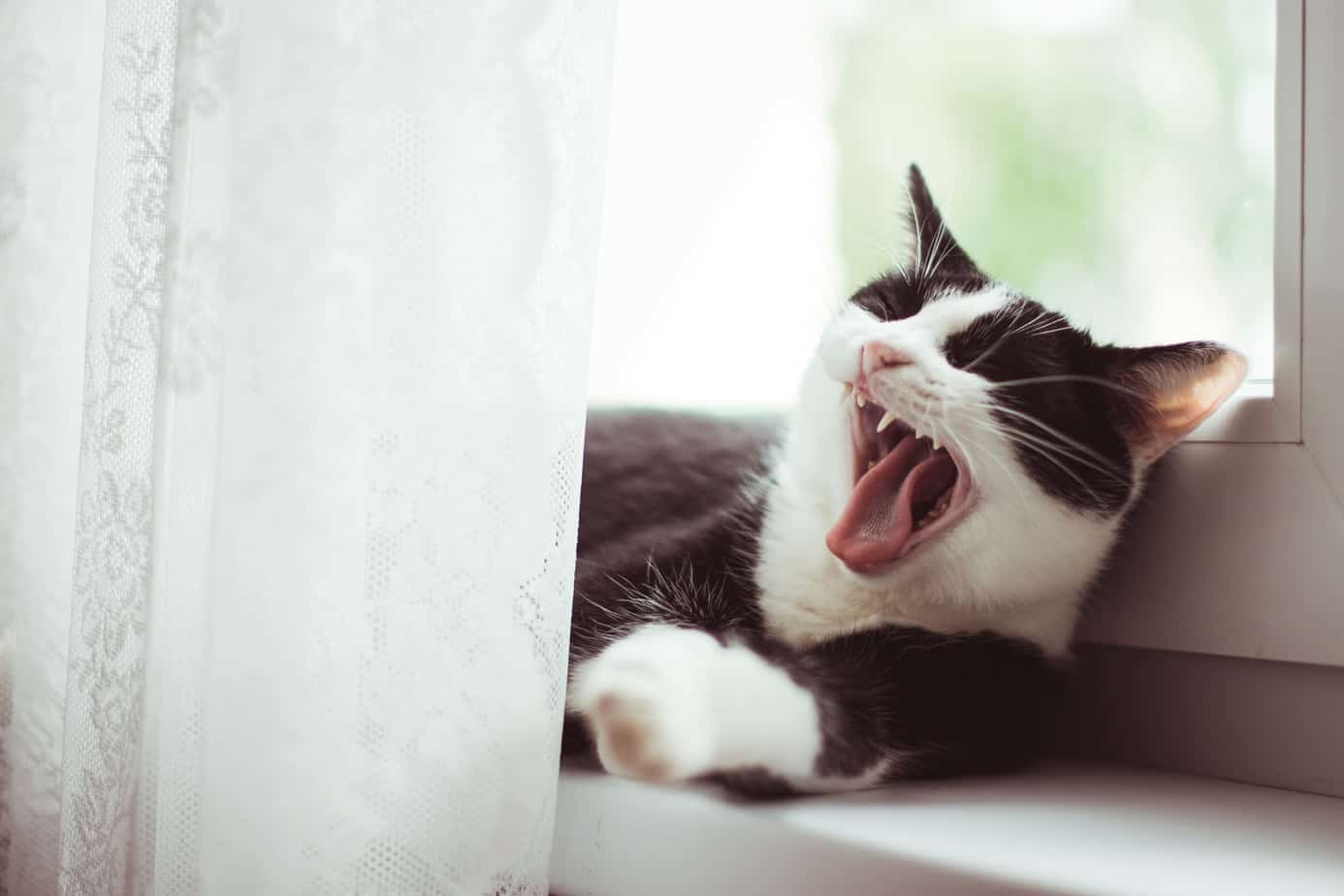 cat yawning