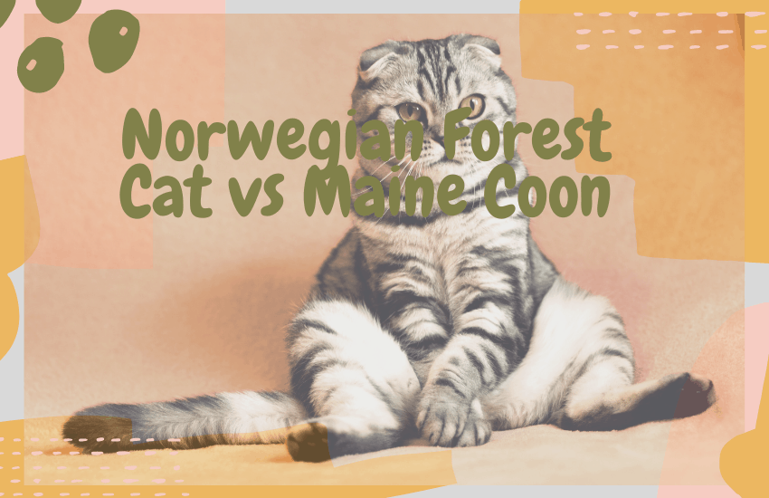 Norwegian Forest Cat vs Maine Coon