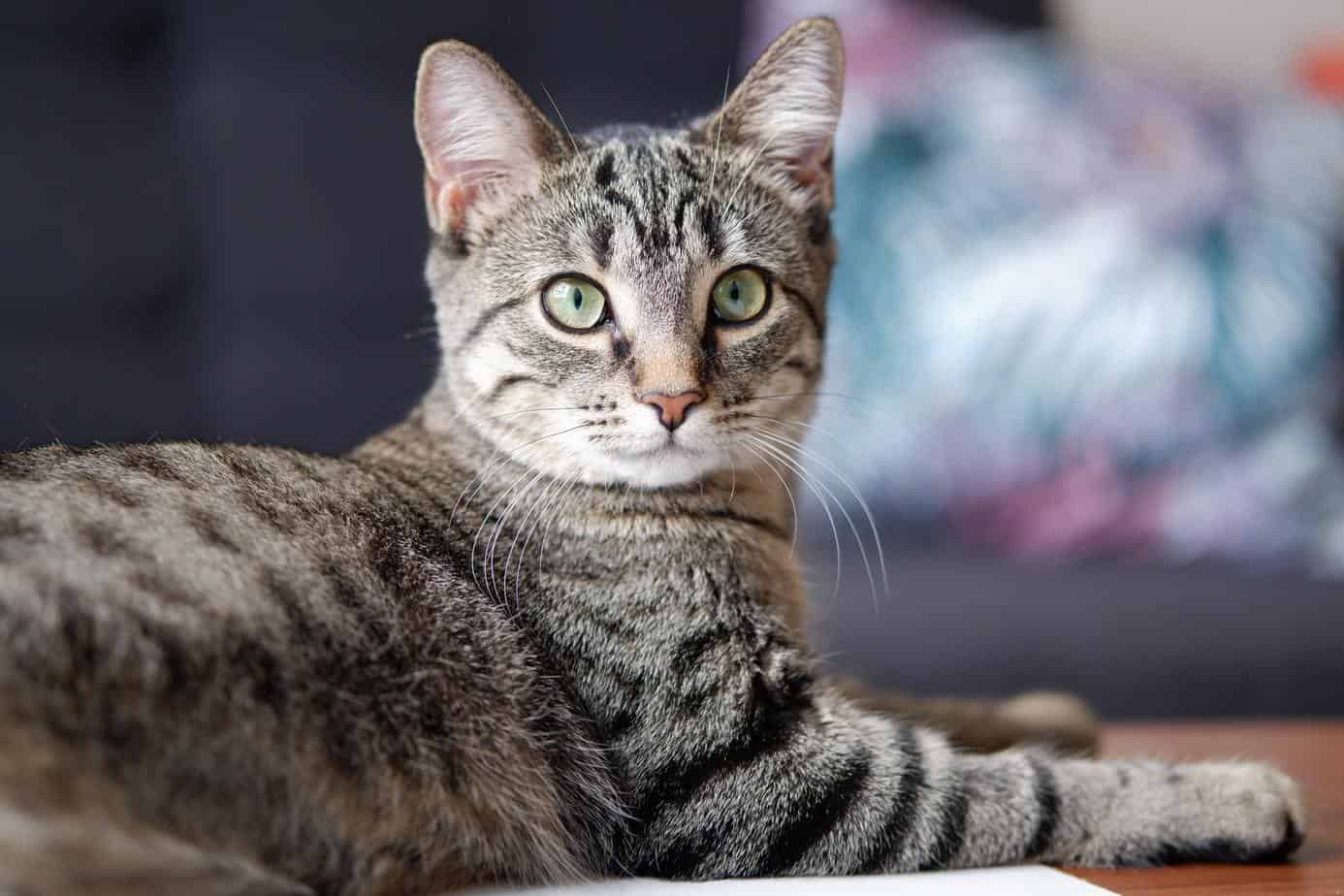 silver tabby cat in tilt shift lens