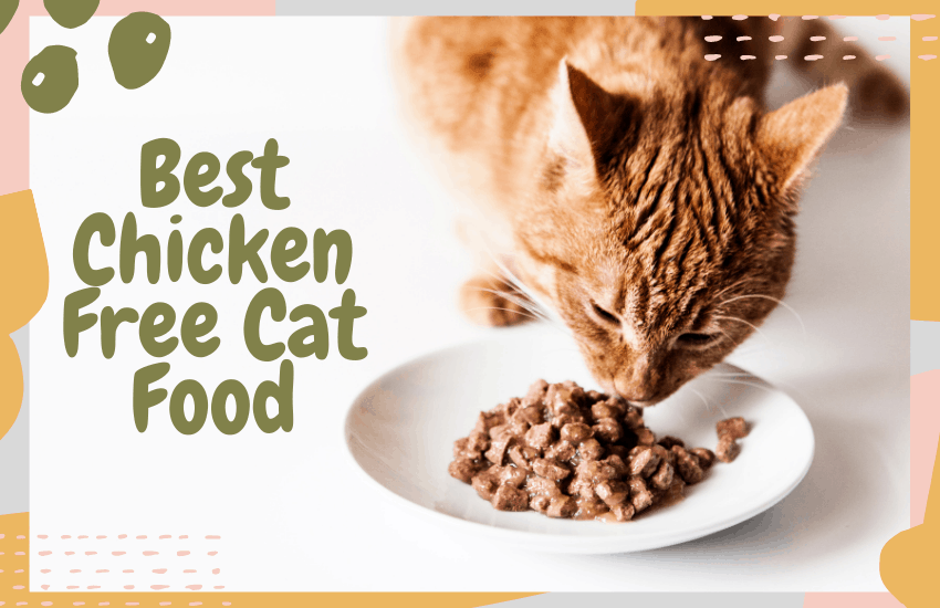 Best Chicken Free Cat Food