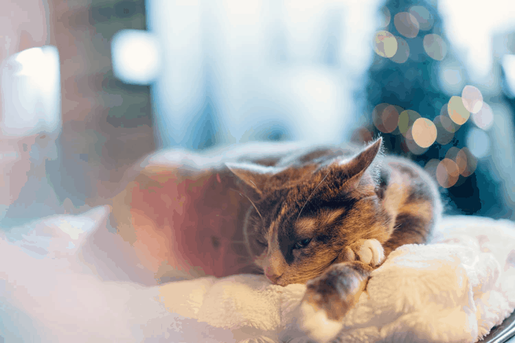 Preparing Your Cat for the Holidays