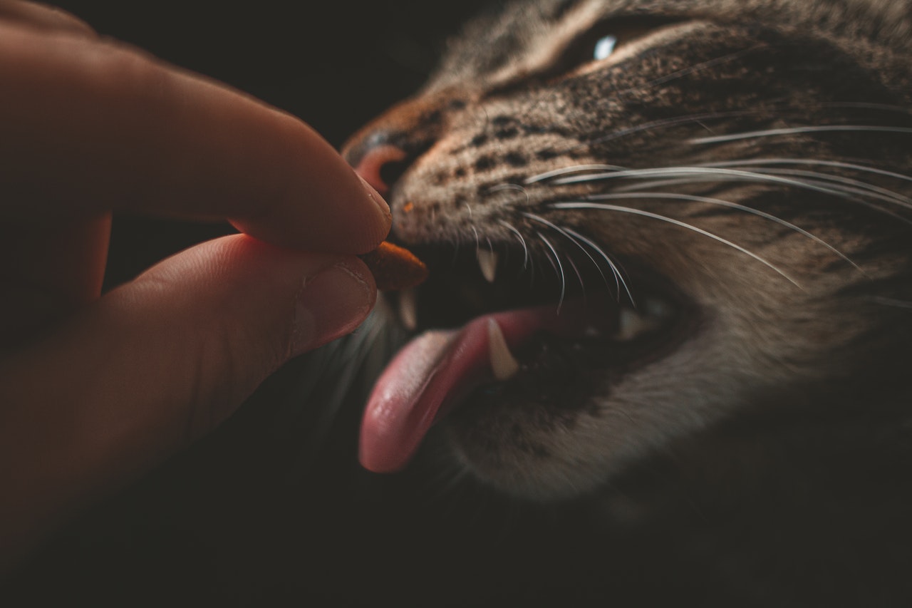 cat getting a treat