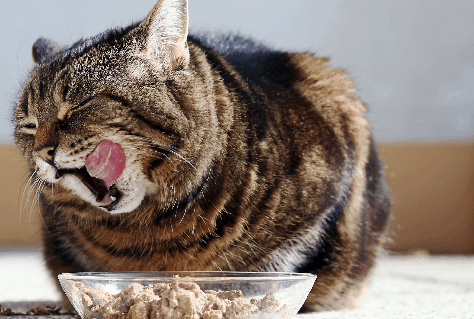 Best High Fiber Cat Food Your Cat Really Needs to Try OliveKnows