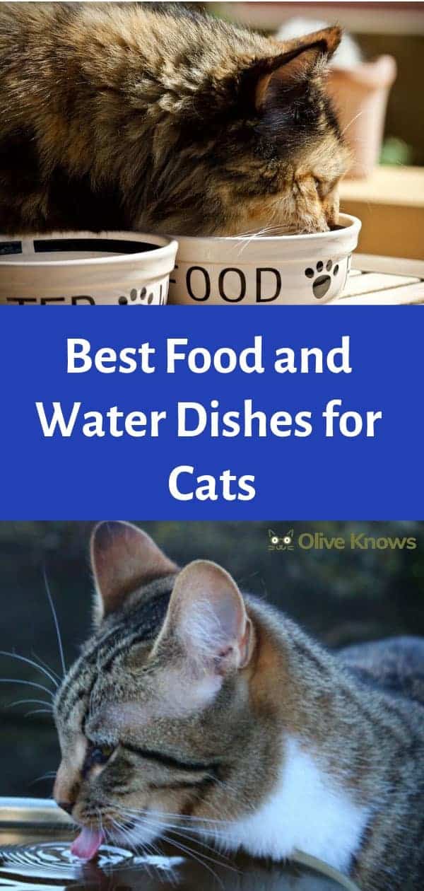 Best Food and Water Dishes for Cats