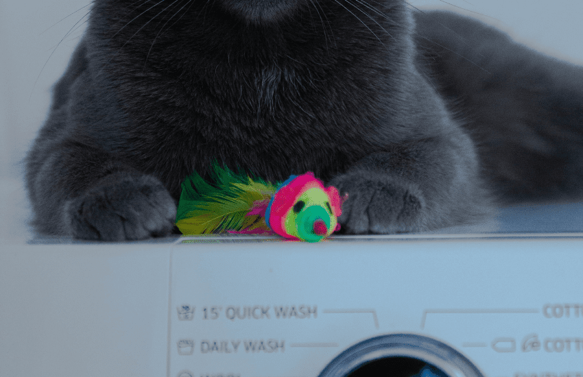 cat on washing machine