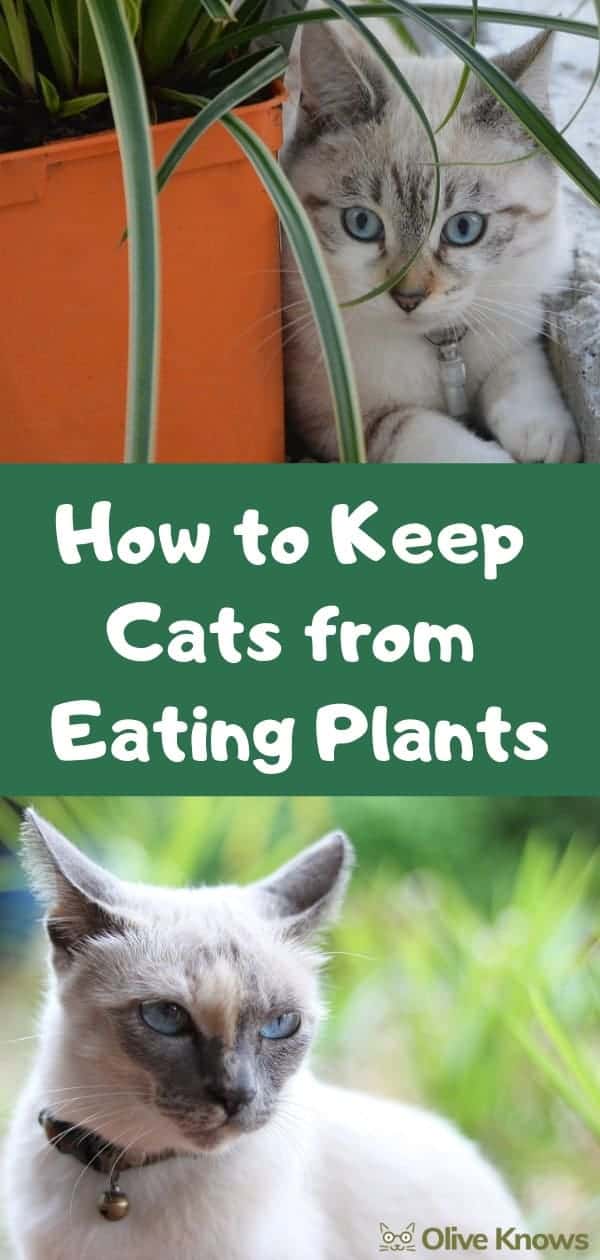 How to Keep Cats from Eating Plants