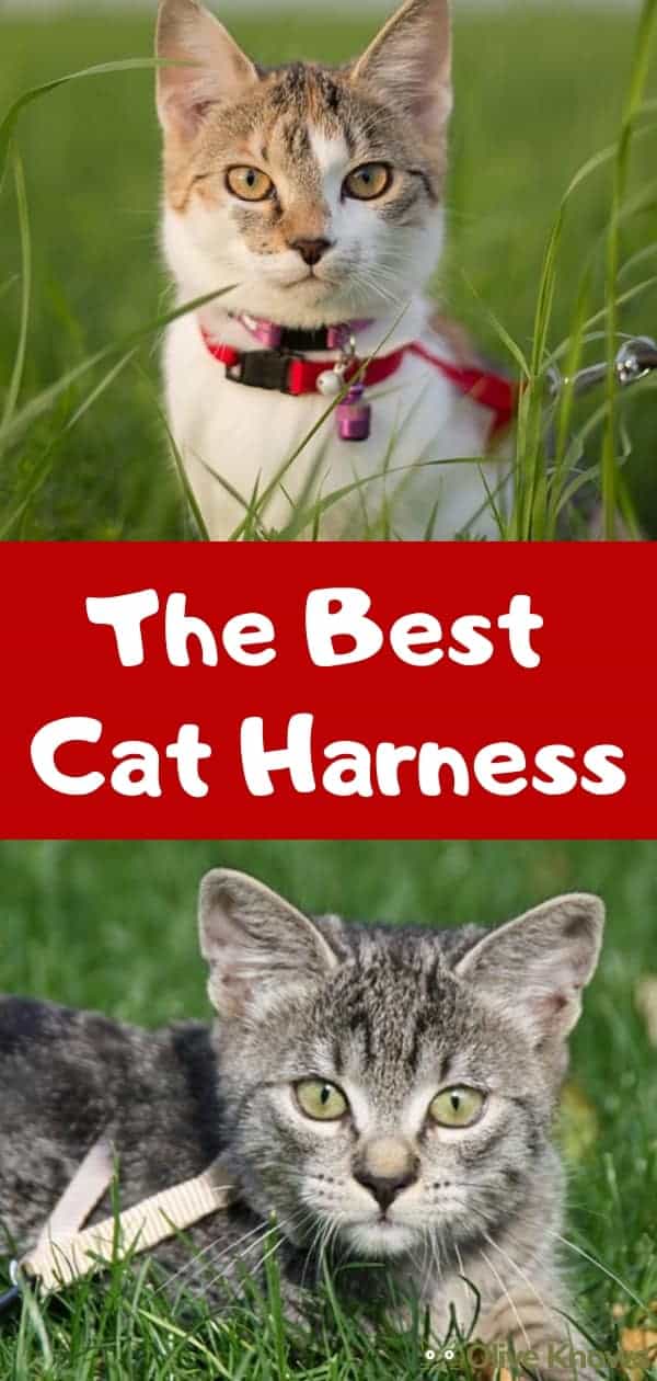 Best Cat Harness that Your Cat Will Love