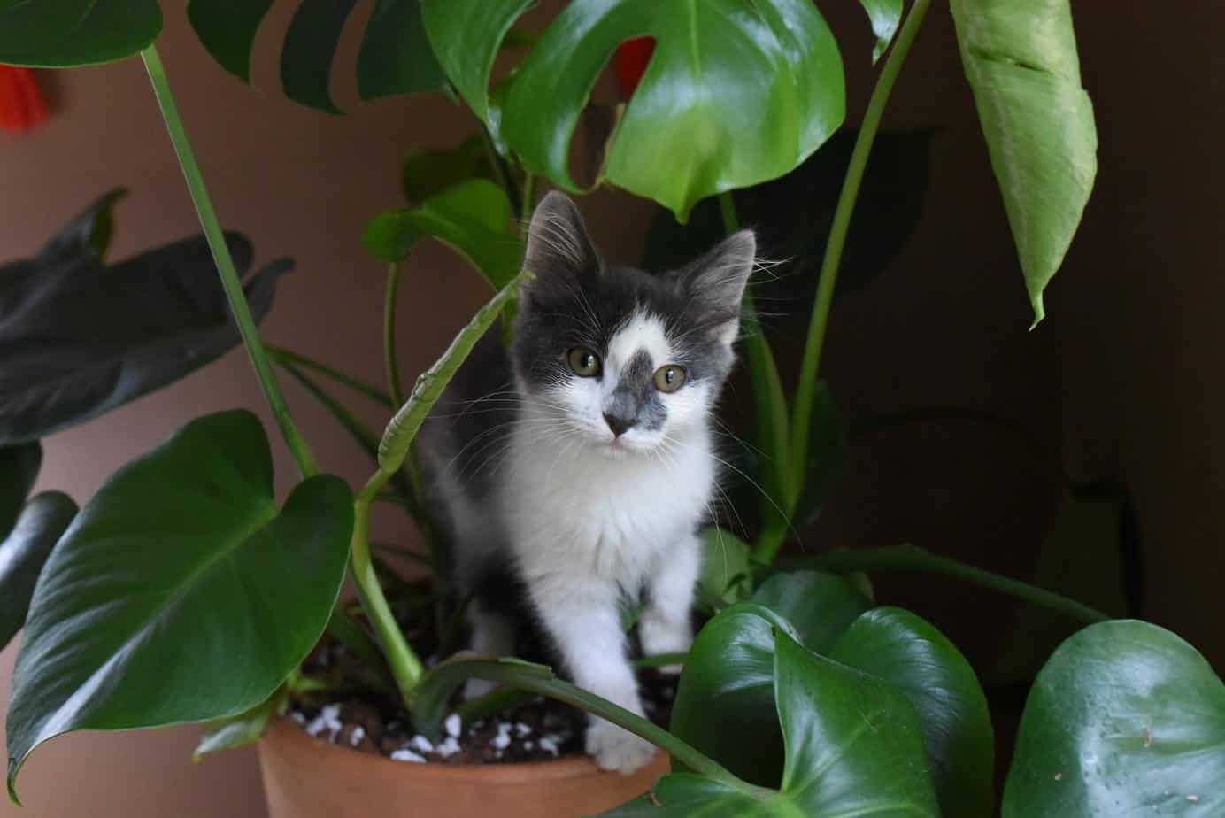 cat on a plant