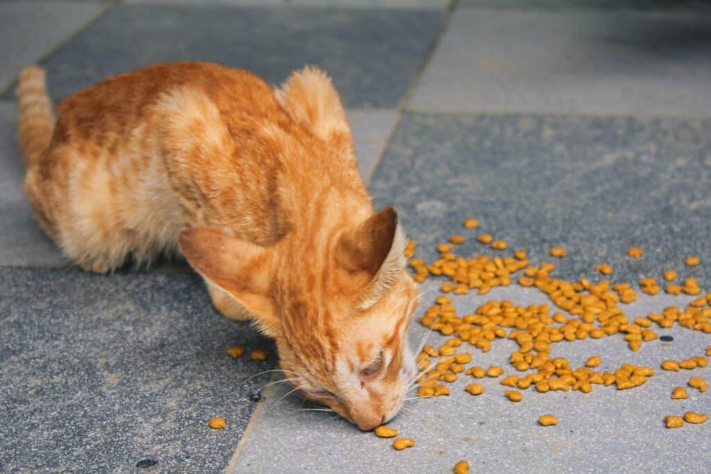 ginger cat eating from the floor