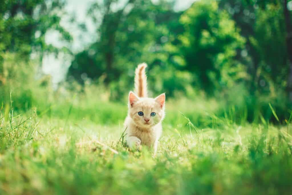 cat running on a green fild