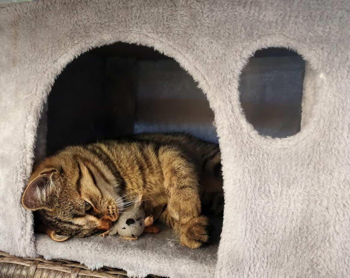 cat on a house 