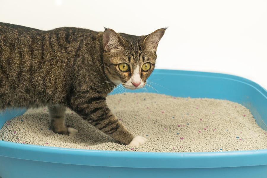 cat on a litter box