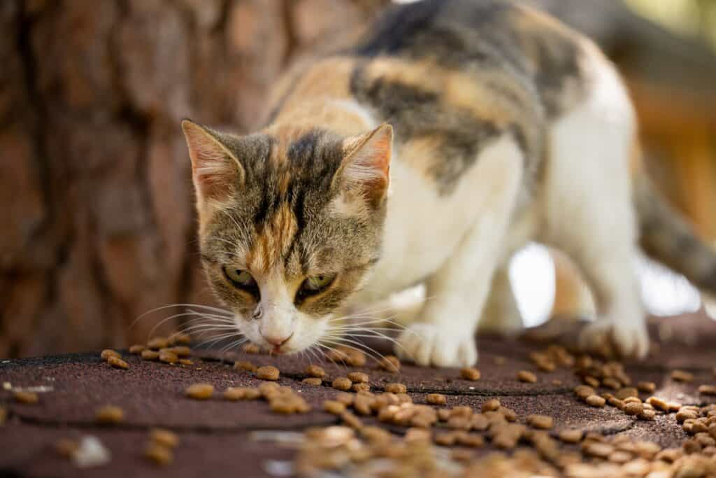 cat eating on a carpet 