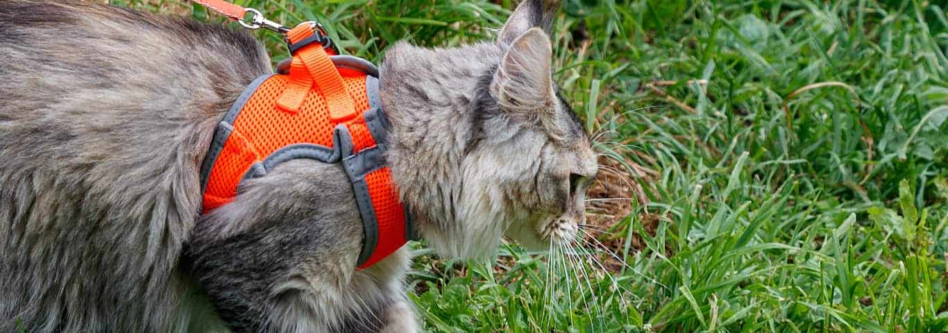 orange cat harness