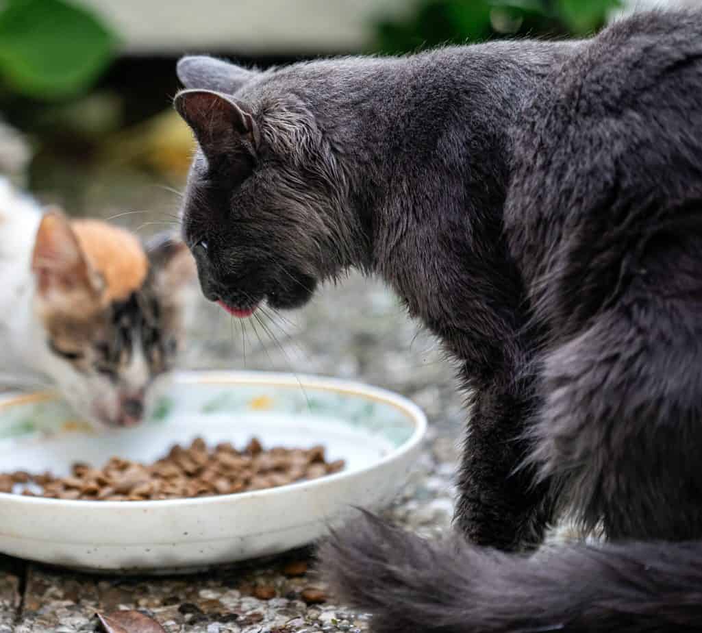 Purina Pro Plan vs Blue Buffalo Cat Food Compared Which is Best