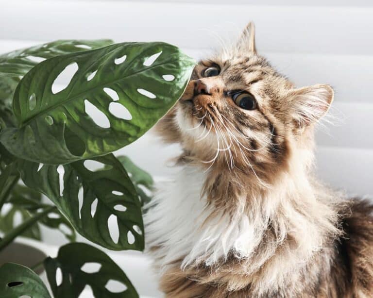 How to Keep Cats from Eating Plants OliveKnows