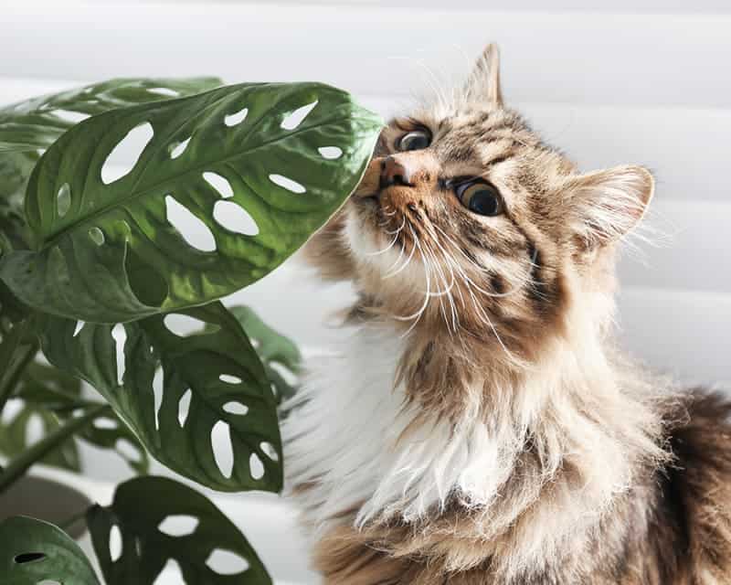 Cat Eats A Poisonous Plant