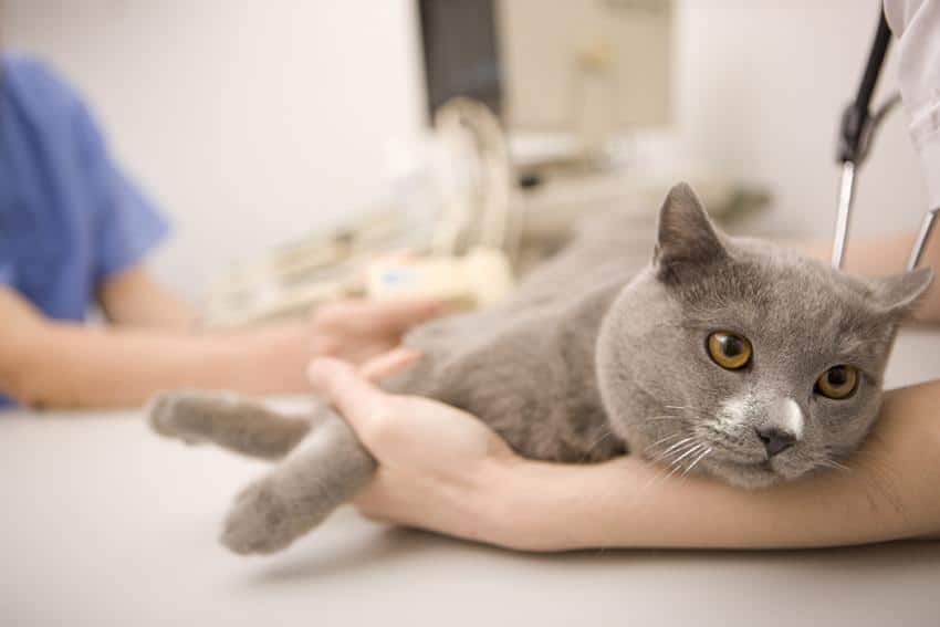 gray cat in the vet