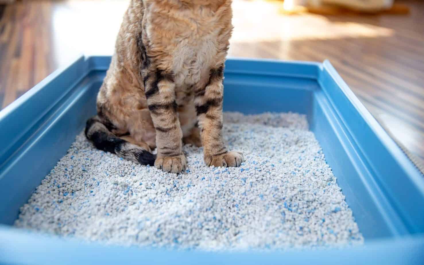Is Your Cat Allergic to Its Litter? OliveKnows