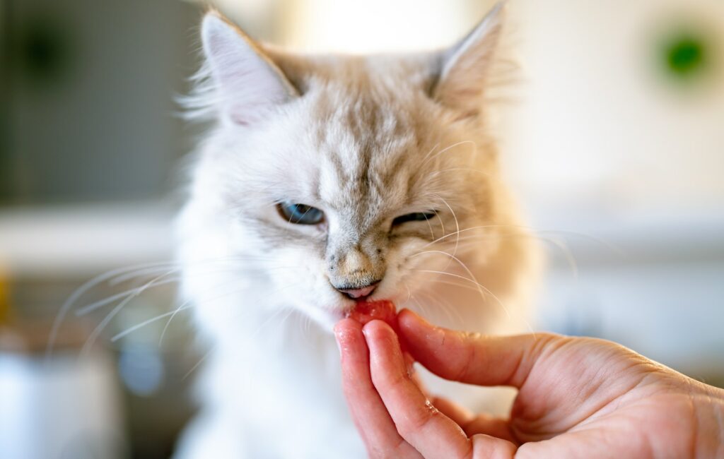 Cat eating raw fish