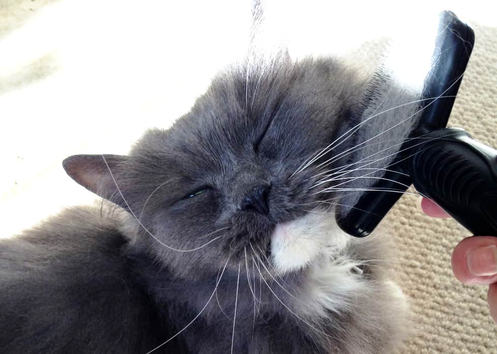 gray cat getting his chin brushed 