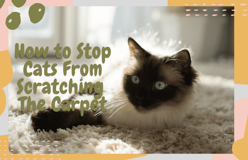 How to Stop Cats from Scratching the Carpet OliveKnows