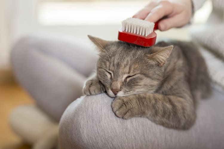 Cat getting its hair brushed