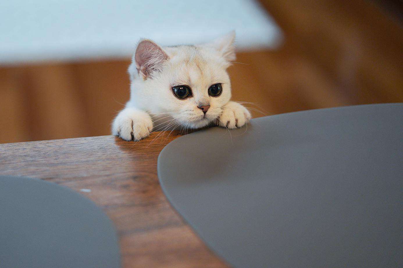 kitten trying to get in a table