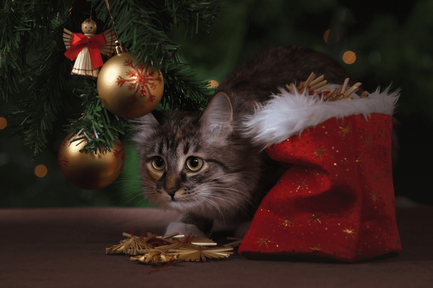 The Best Gifts for Cat Lovers