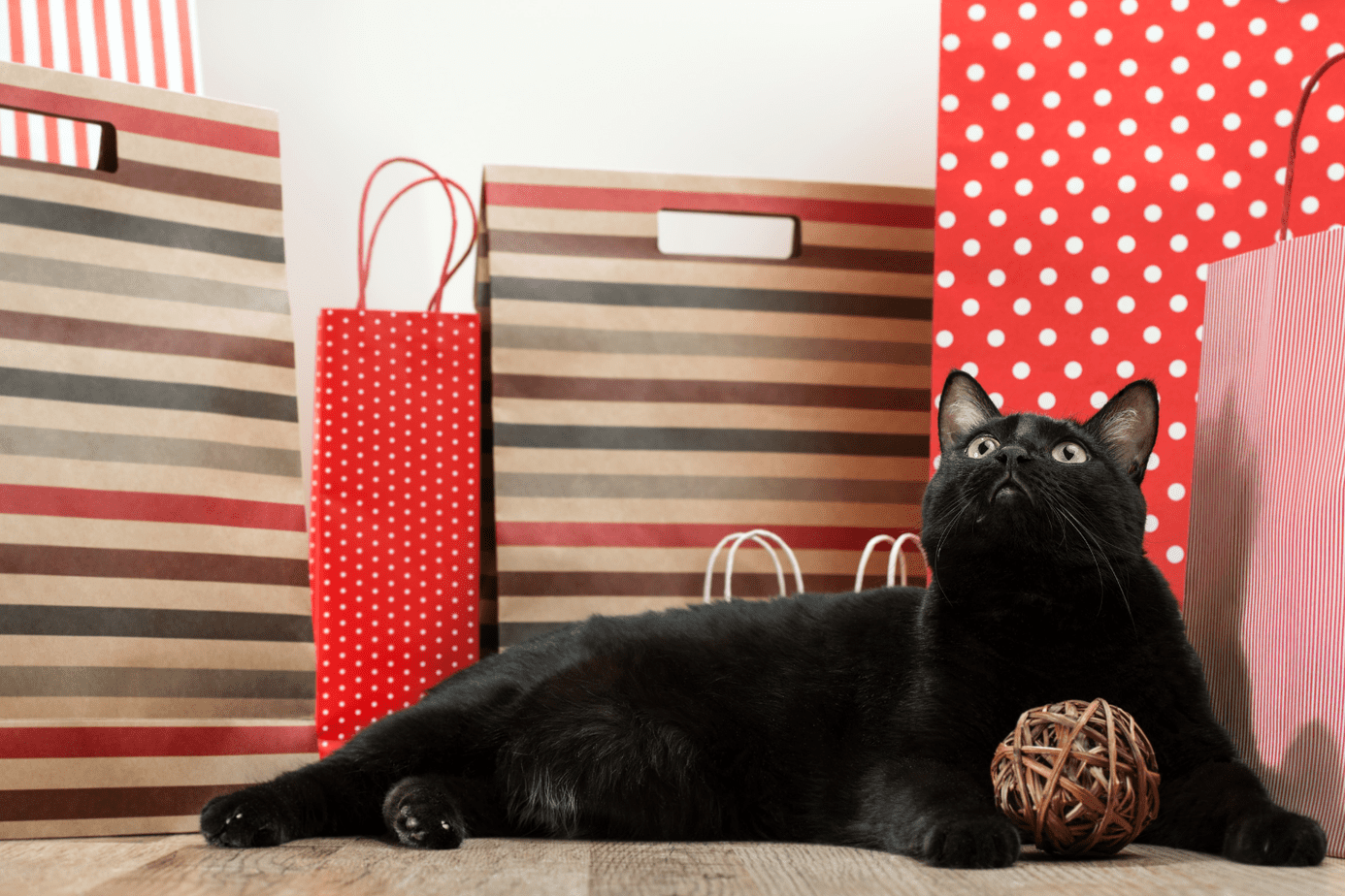 cat and gifts