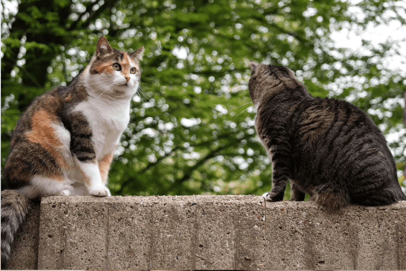 two cats looking at each other 