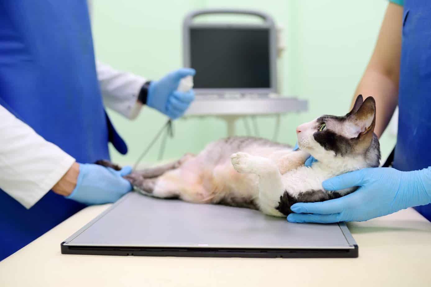 cat on the vet