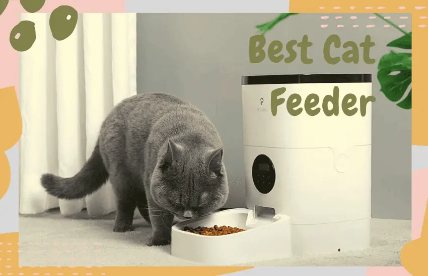 best cat feeder