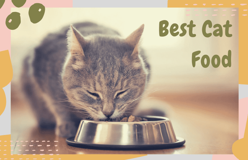 best cat food