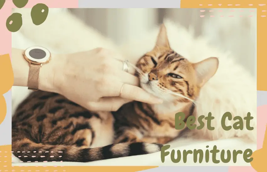 Best Cat Insurance