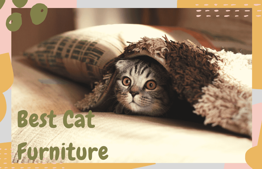 How to Find the Best Cat Furniture